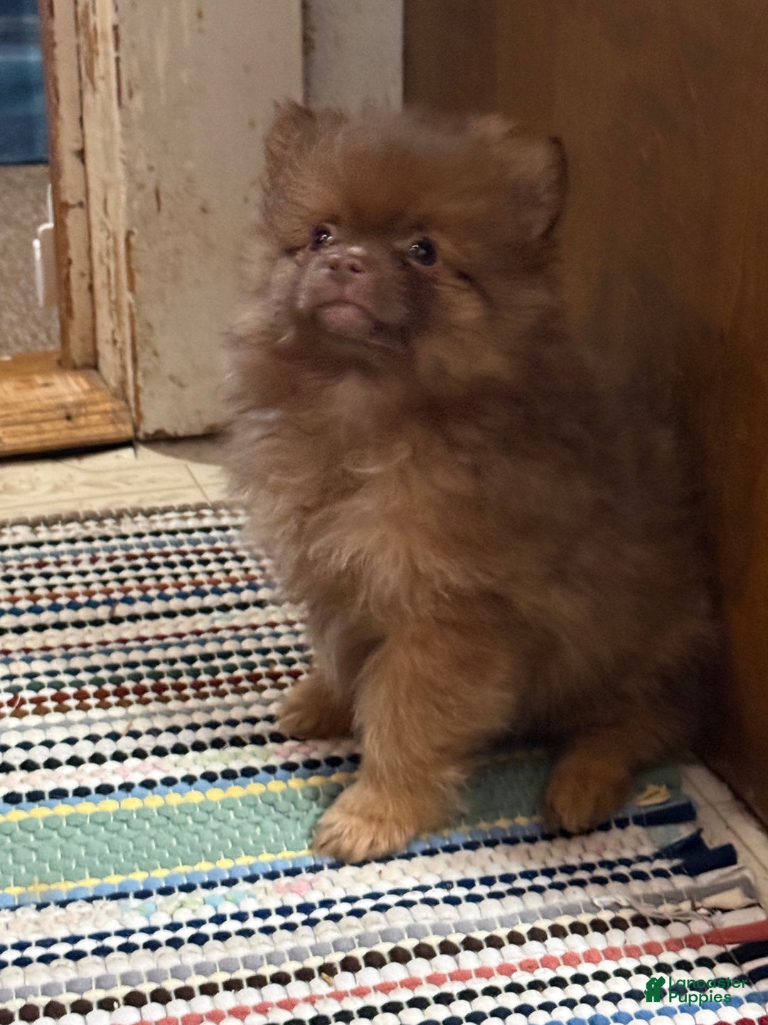 Pomeranian dogs for sale: Rusty - Ad 4