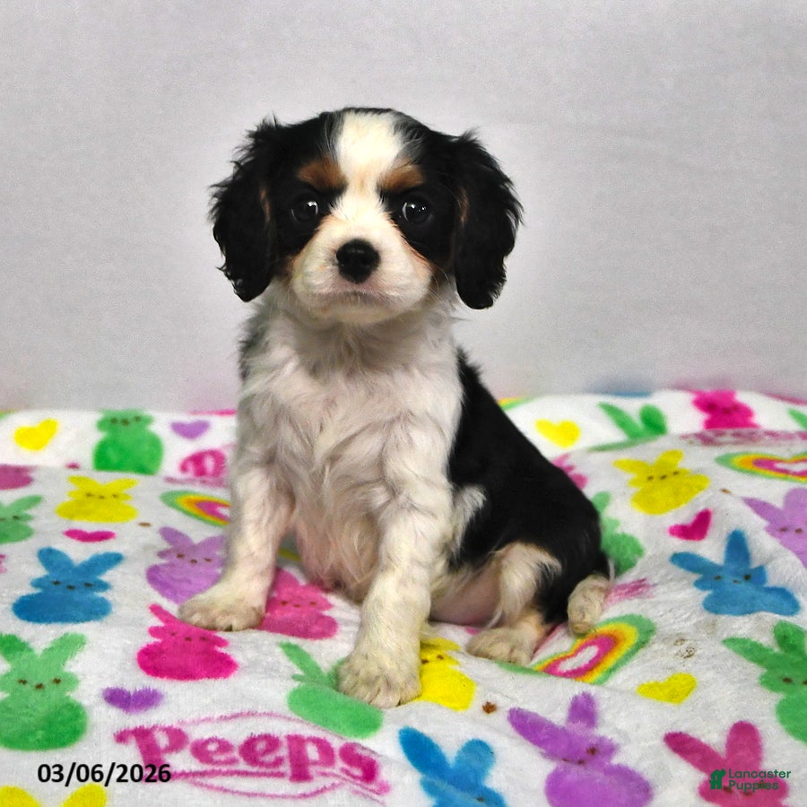 Cavalier King Charles Spaniel dogs Lucky - Ad 1