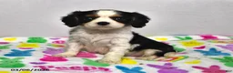 Cavalier King Charles Spaniel dogs for sale: Lucky - Ad 1