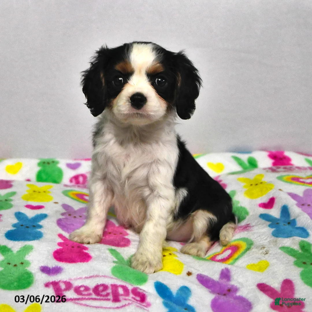Cavalier King Charles Spaniel dogs for sale: Lucky - Ad 1