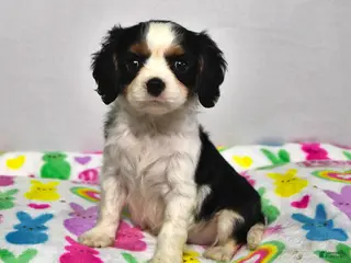 Cavalier King Charles Spaniel dogs for sale: Lucky - Ad 3