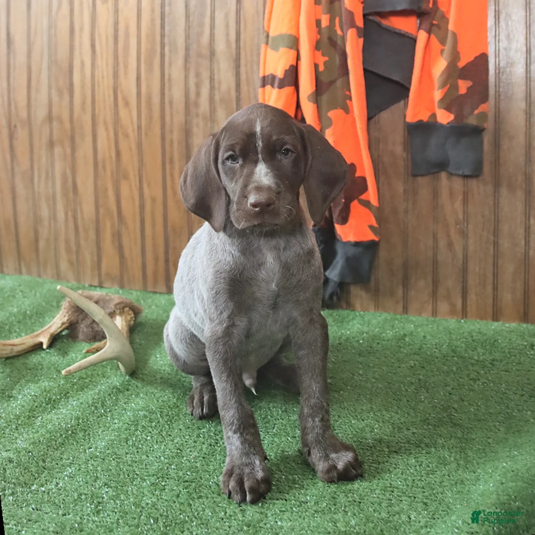 German Shorthaired Pointer dogs for sale: Tucker - Ad 1