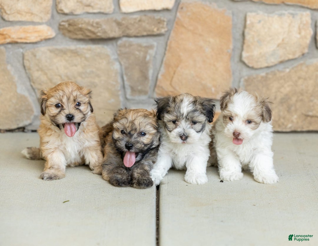Havanese Puppies Kijiji Puppies Shih Tzu Havanese Puppies Kijiji