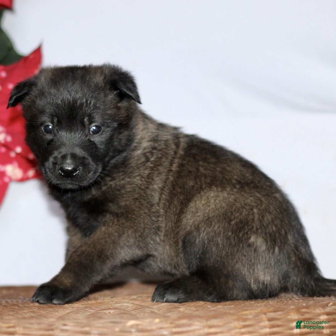 Belgian Malinois dogs for sale: Axel - Ad 5