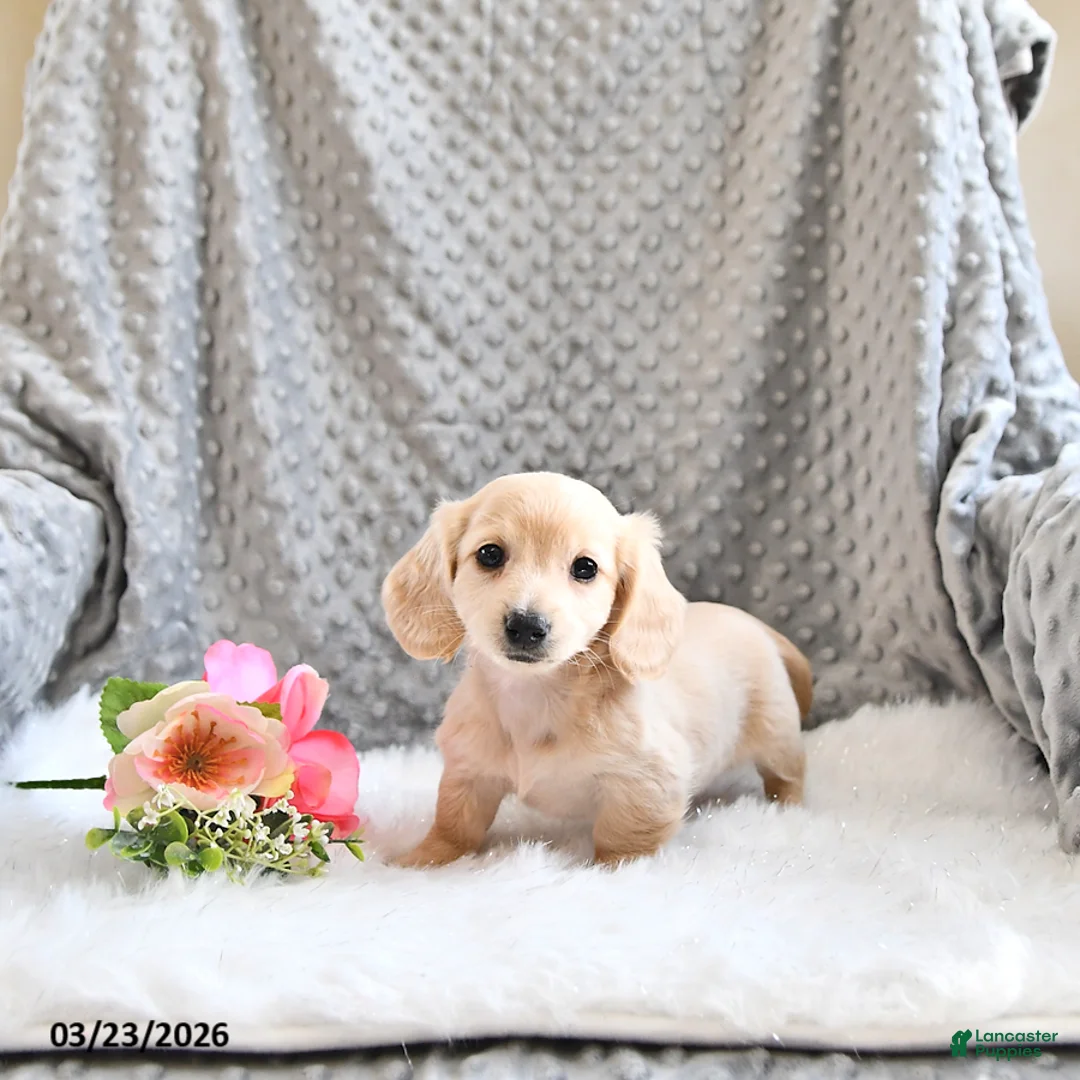 Miniature Dachshund dogs for sale: Amber - Ad 2