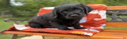 Labradoodle dogs for sale: Clint (Boy) - Ad 7