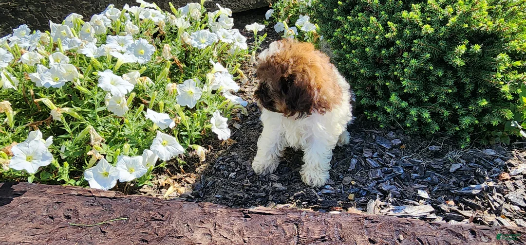 Shihpoo dogs for sale: Luigi - Ad 2