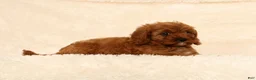 Cavapoo dogs for sale: Roxy - Ad 3