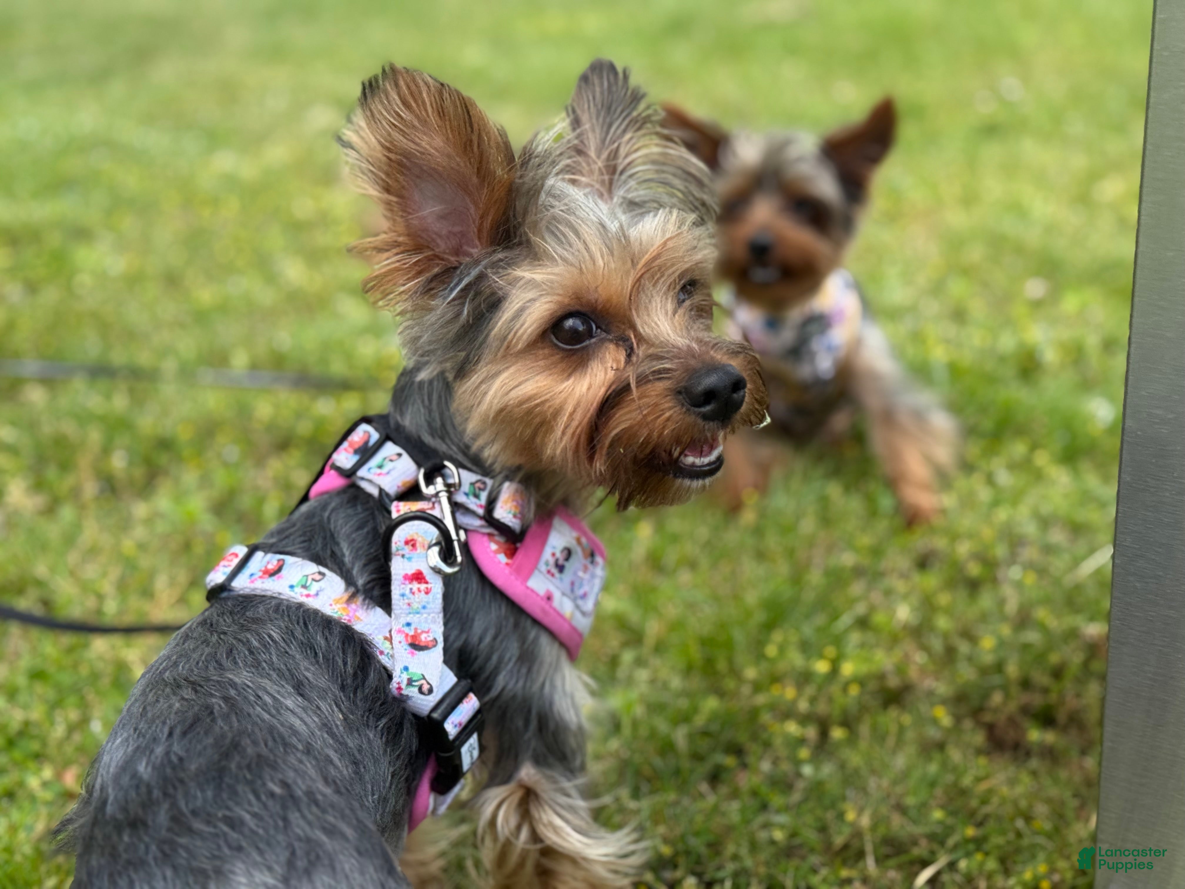 Yorkshire Terrier dogs Yorkshire Terrier Puppy 4 - Ad 2
