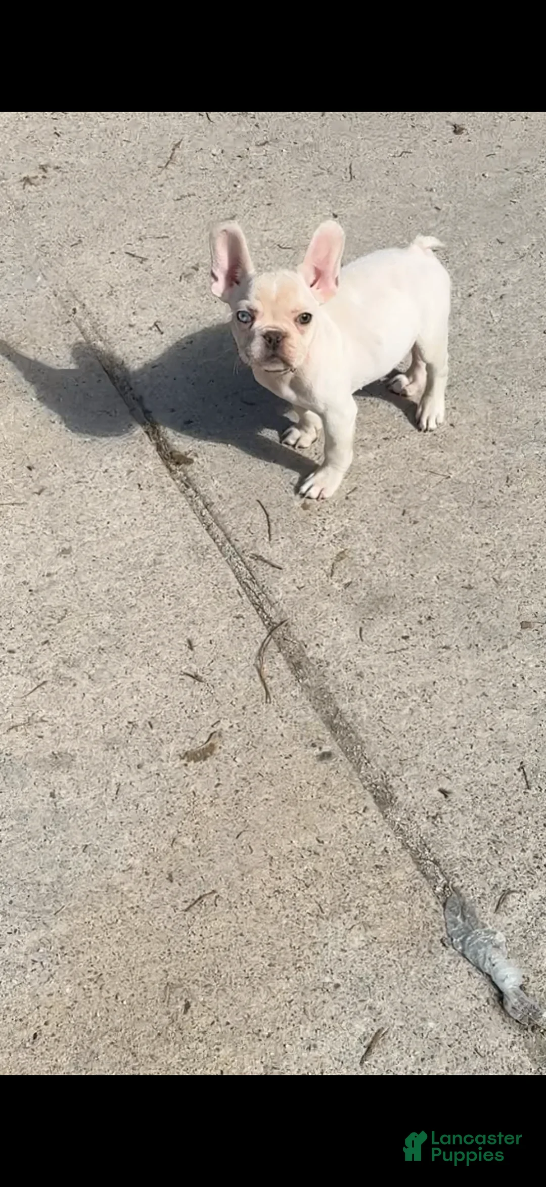 French Bulldog dogs for sale: Armani - Ad 2