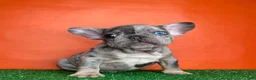 French Bulldog dogs for sale: Otto - Ad 2