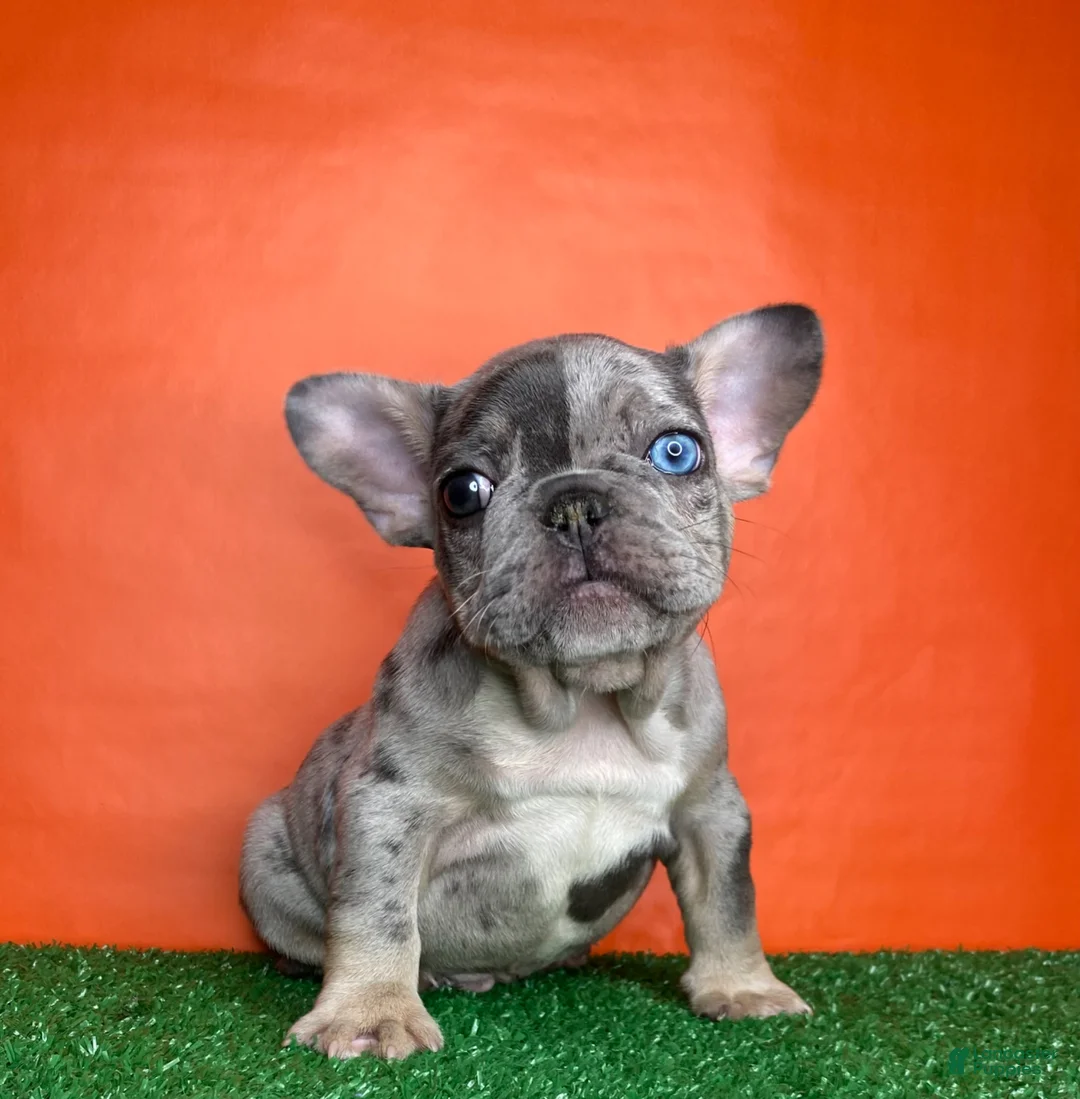French Bulldog dogs for sale: Otto - Ad 2