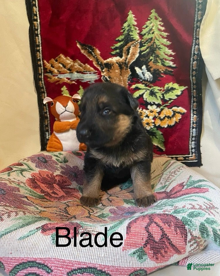 German Shepherd dogs Blade - Ad 2