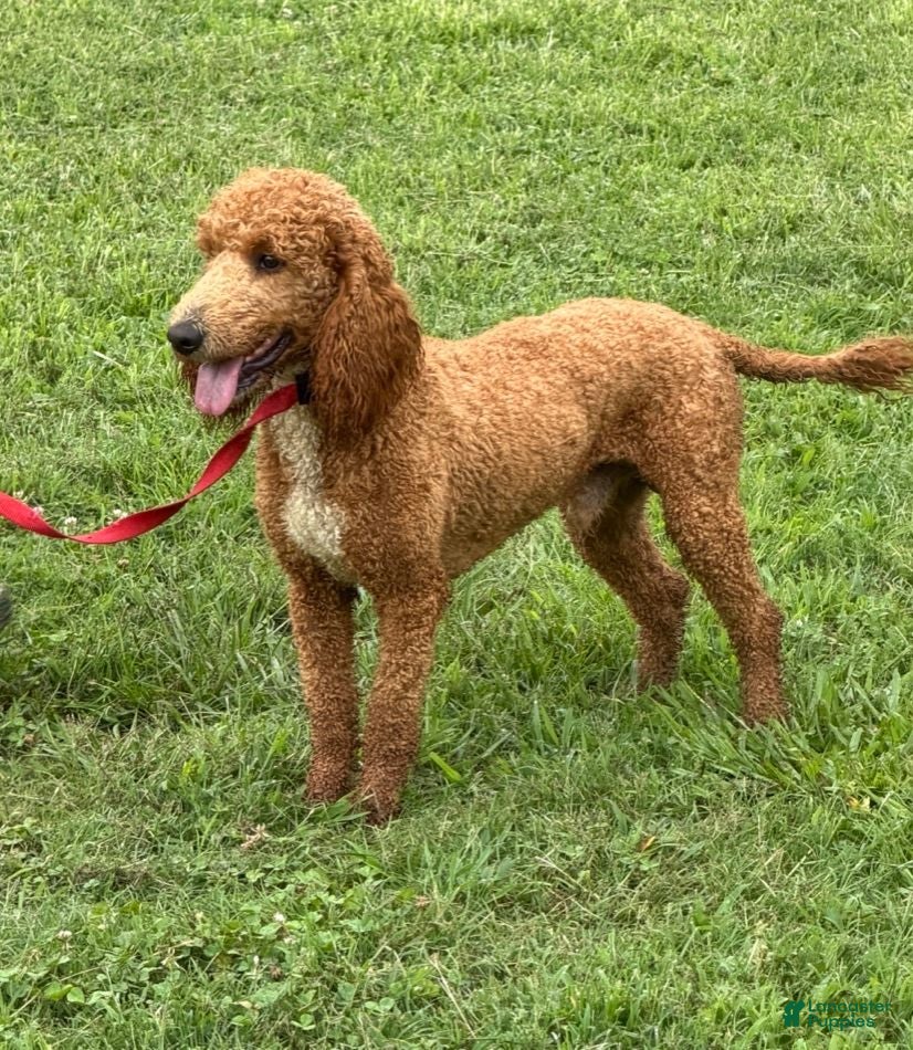 Miniature Poodle dogs Astro - Ad 5