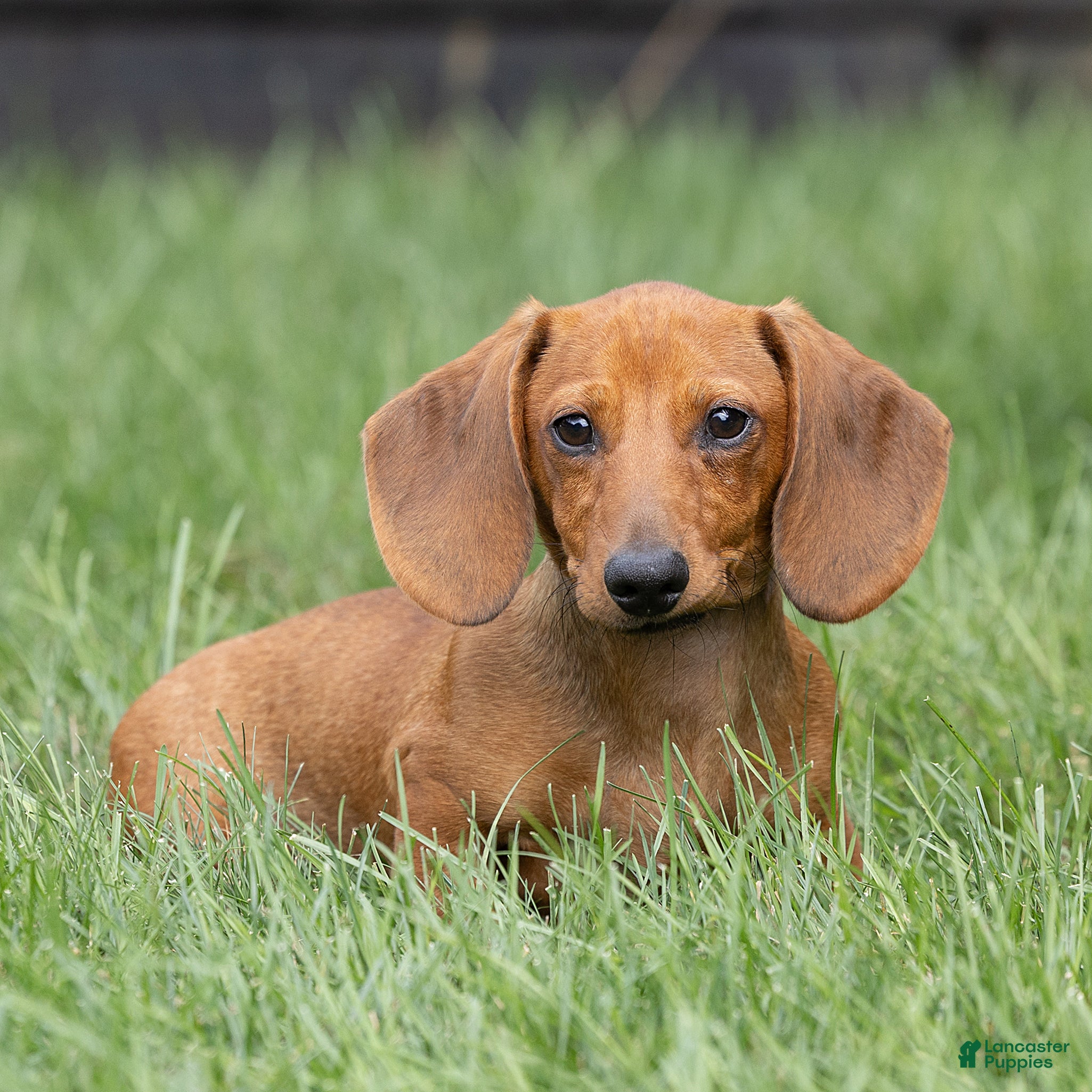 Miniature Dachshund dogs Mikey Miniature Dachshund  - Ad 2