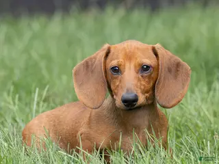 Miniature Dachshund dogs Mikey Miniature Dachshund - Ad 2
