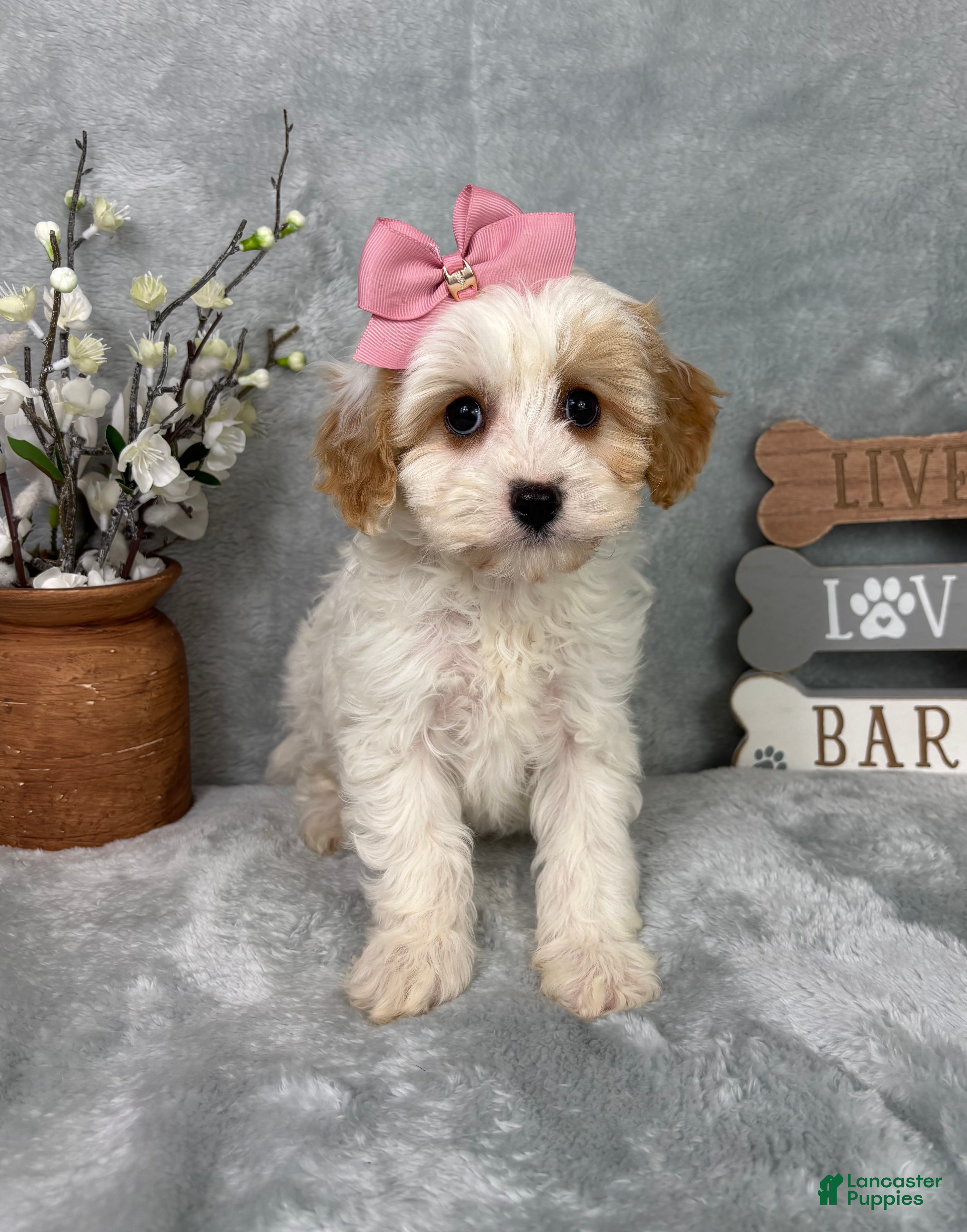 Cavapoo dogs Rachel - Ad 22