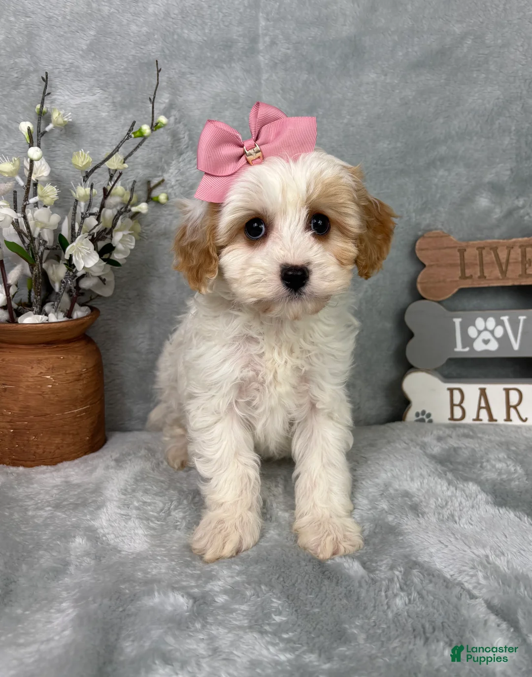 Cavapoo dogs for sale: Rachel - Ad 1