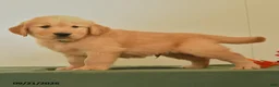 Golden Retriever dogs for sale: Darius - Ad 3