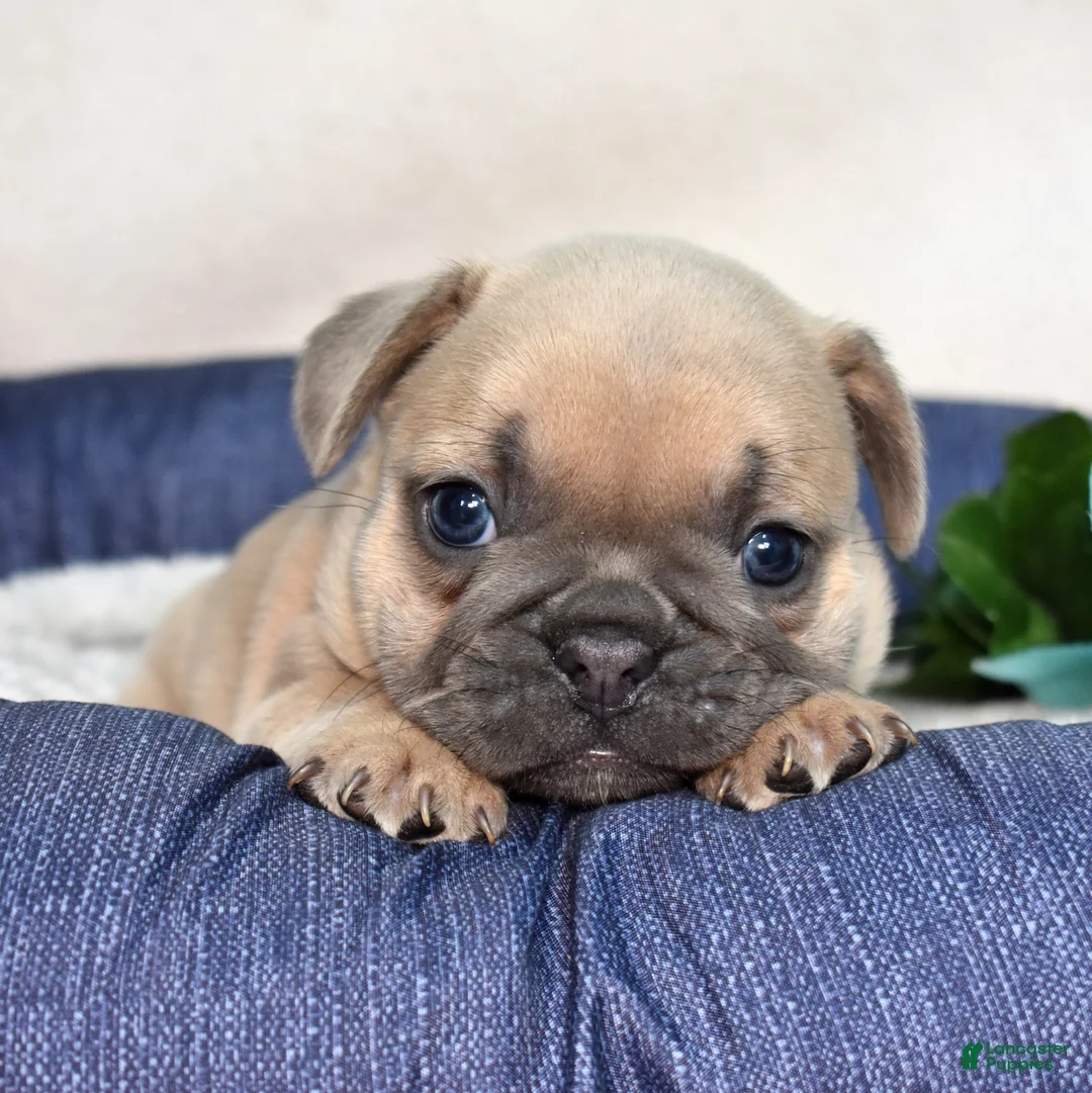French Bulldog dogs for sale: Belle  - Ad 1