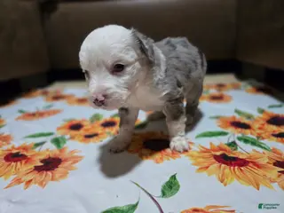 Miniature Australian Shepherd dogs Miniature Australian Shepherd Puppy 3 - Ad 19