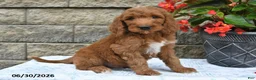 Goldendoodle dogs for sale: Logan - Ad 4