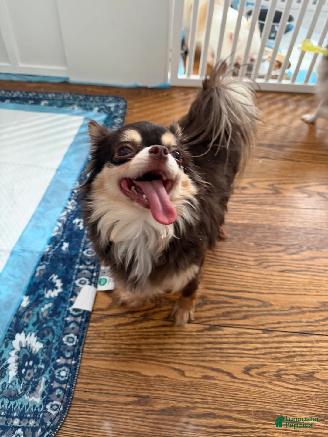 Gallery Image {{count}}