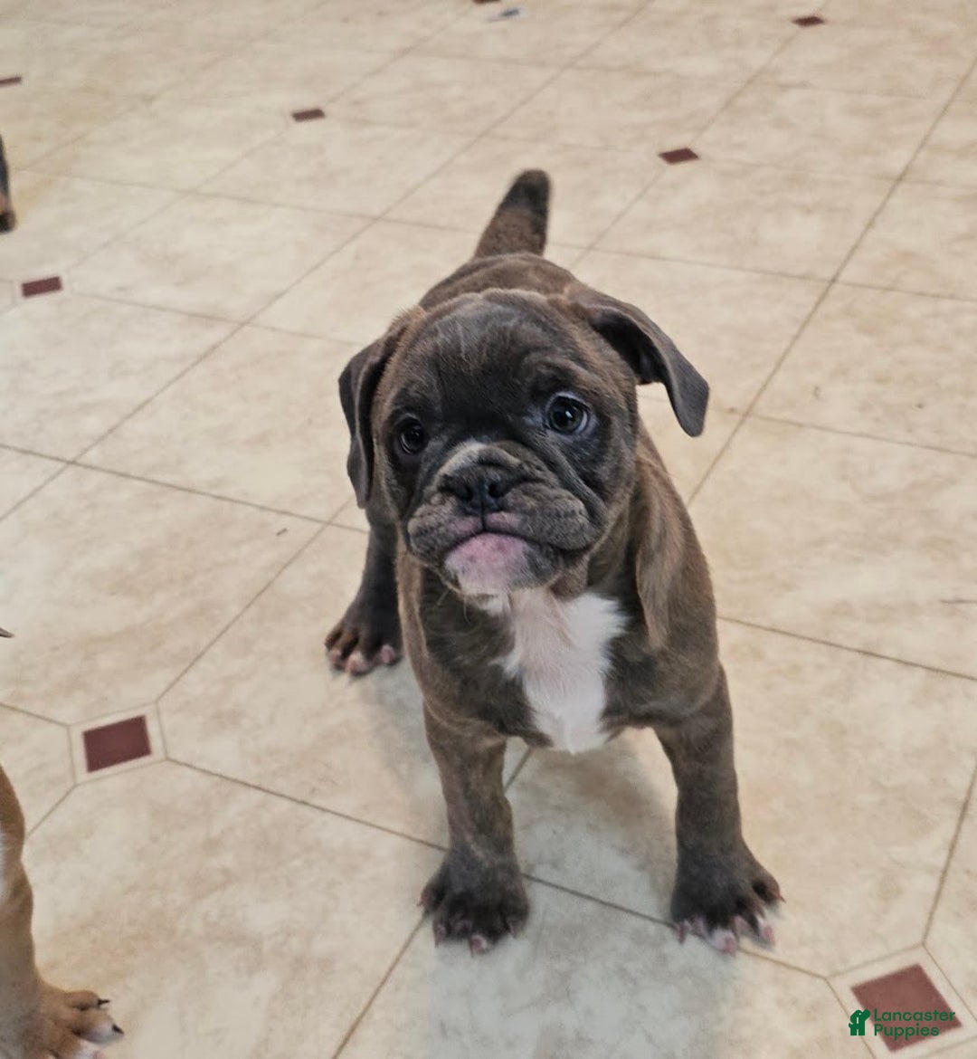 Mixed Breed dogs for sale: Blue Twist - Ad 2