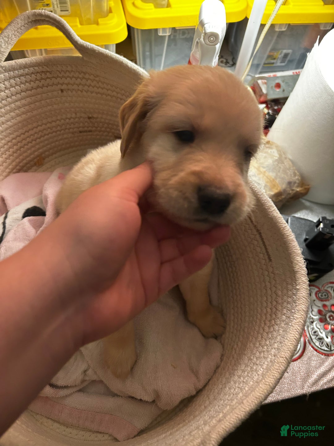 Golden Retriever dogs for sale: Blue - Ad 1