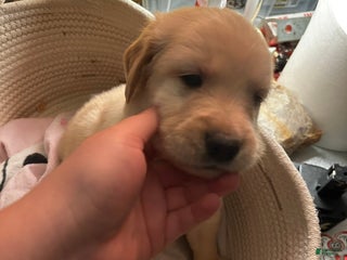Golden Retriever dogs for sale: Blue - Ad 3