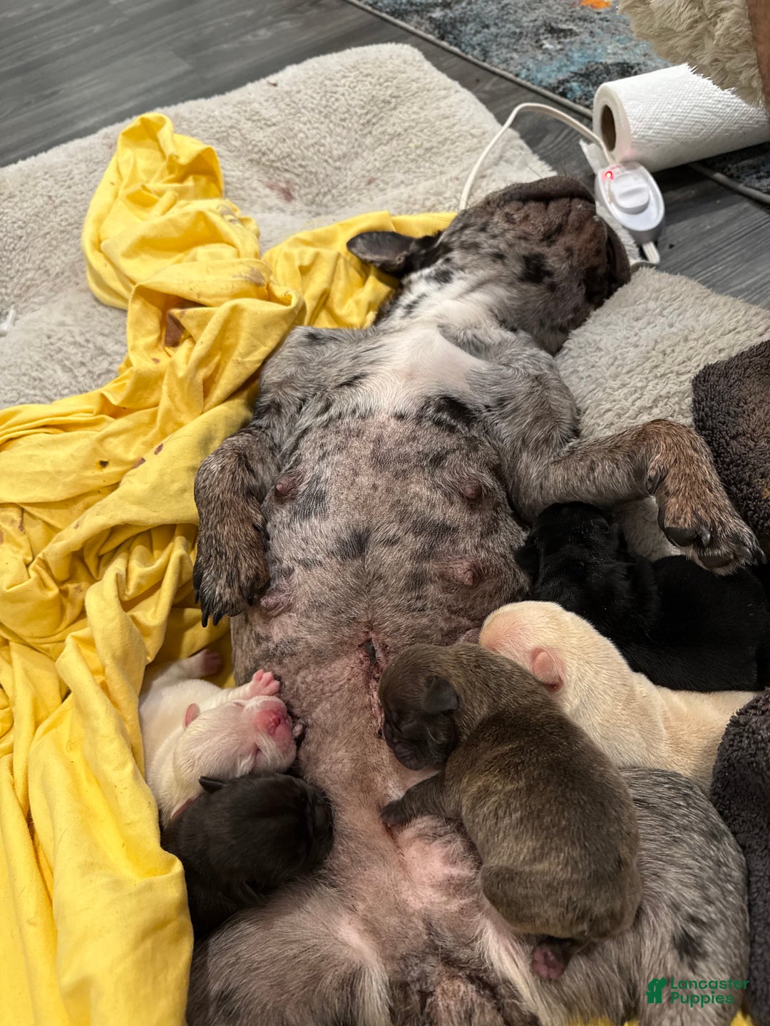 French Bulldog dogs for sale: Reeses  - Ad 3