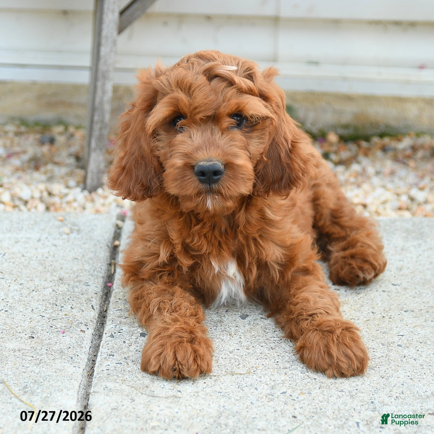 Cavapoo dogs Franklin - Ad 1