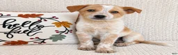 Australian Cattle Dog dogs for sale: Harley - Ad 3