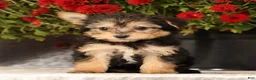 Yochon dogs for sale: Talia - Ad 9