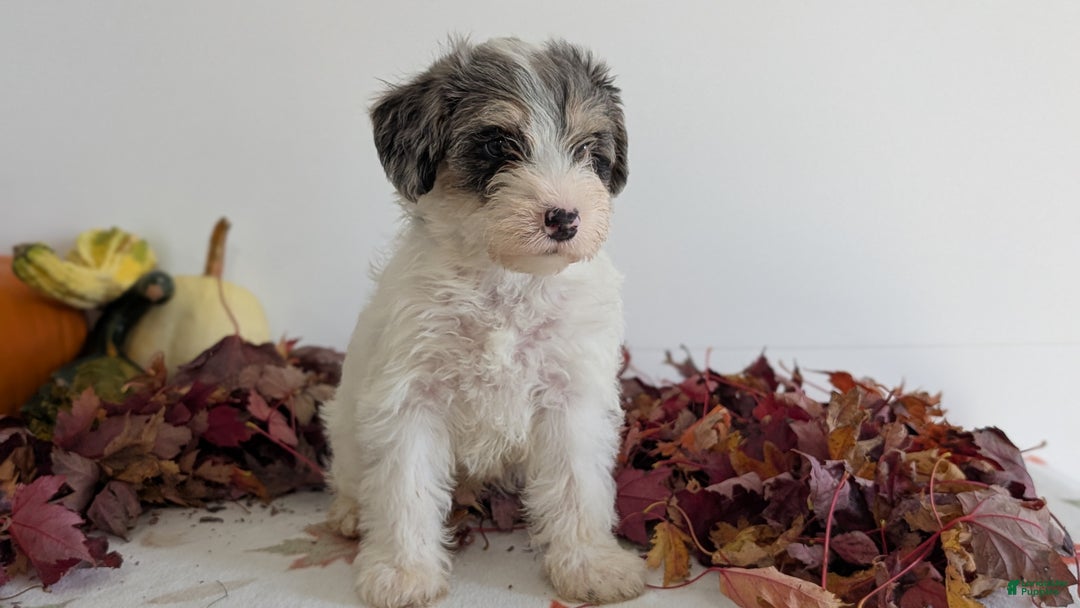 Mixed Breed dogs for sale: Niko - Ad 8