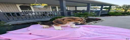 Beagle dogs for sale: Patty - Ad 3