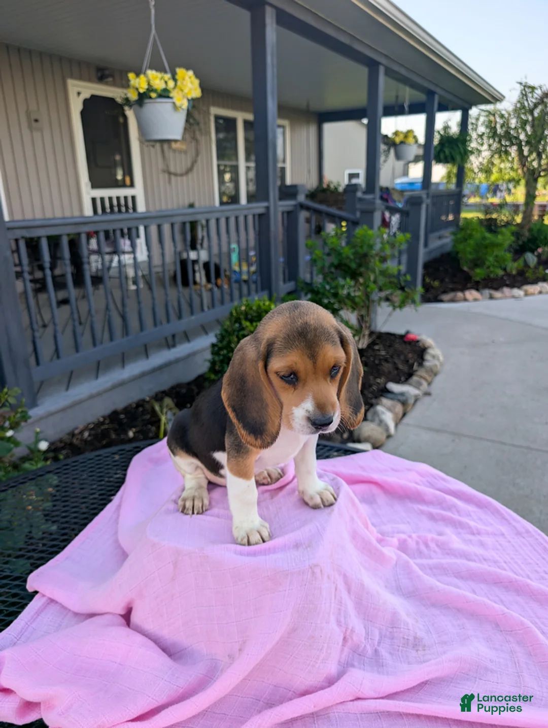 Beagle dogs for sale: Patty - Ad 3