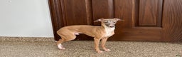 Italian Greyhound dogs for sale: Kenny - Ad 5