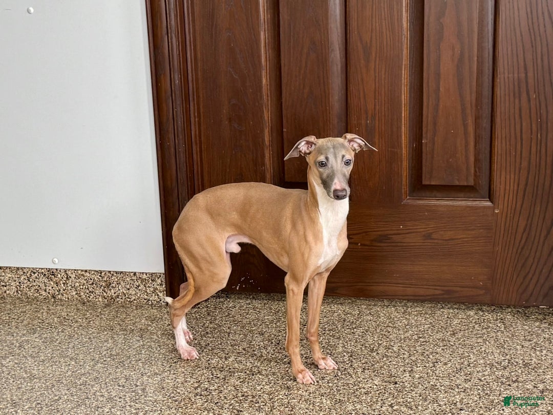 Italian Greyhound dogs for sale: Kenny - Ad 5