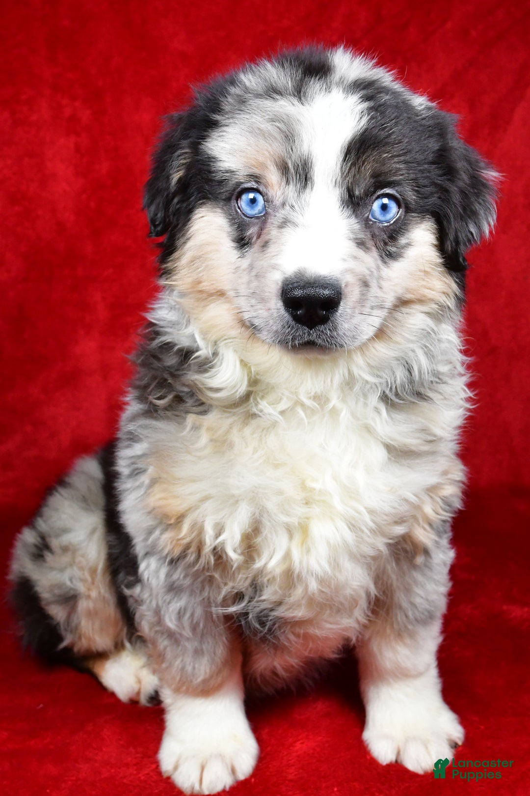 Miniature Australian Shepherd dogs for sale: Willy - Ad 3