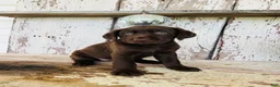 Labrador Retriever dogs for sale: Skye  - Ad 4
