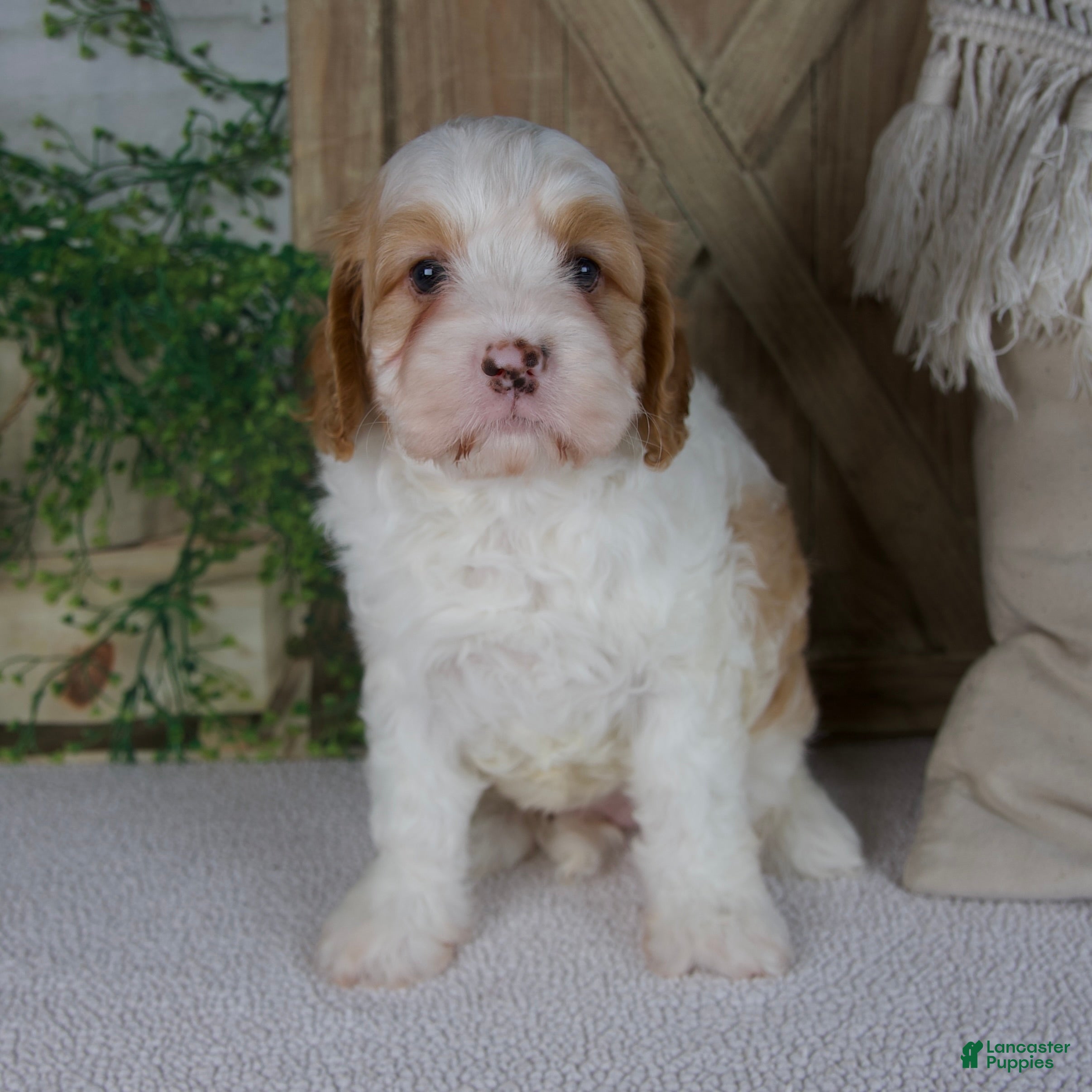 Cavapoo dogs Lily - Ad 1