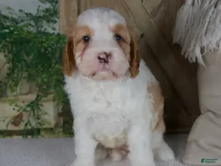 Cavapoo dogs for sale: Lily - Ad 4