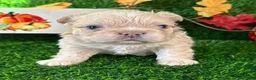 French Bulldog dogs for sale: Twix  - Ad 9