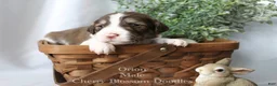 Bordoodle dogs for sale: Orion - Ad 4