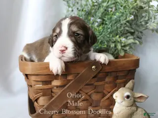 Bordoodle dogs Orion - Ad 4