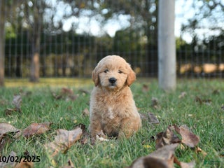 Goldendoodle dogs - Ad 14