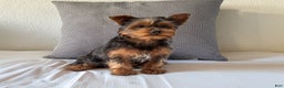 Yorkshire Terrier dogs for sale: Sparky - Ad 4