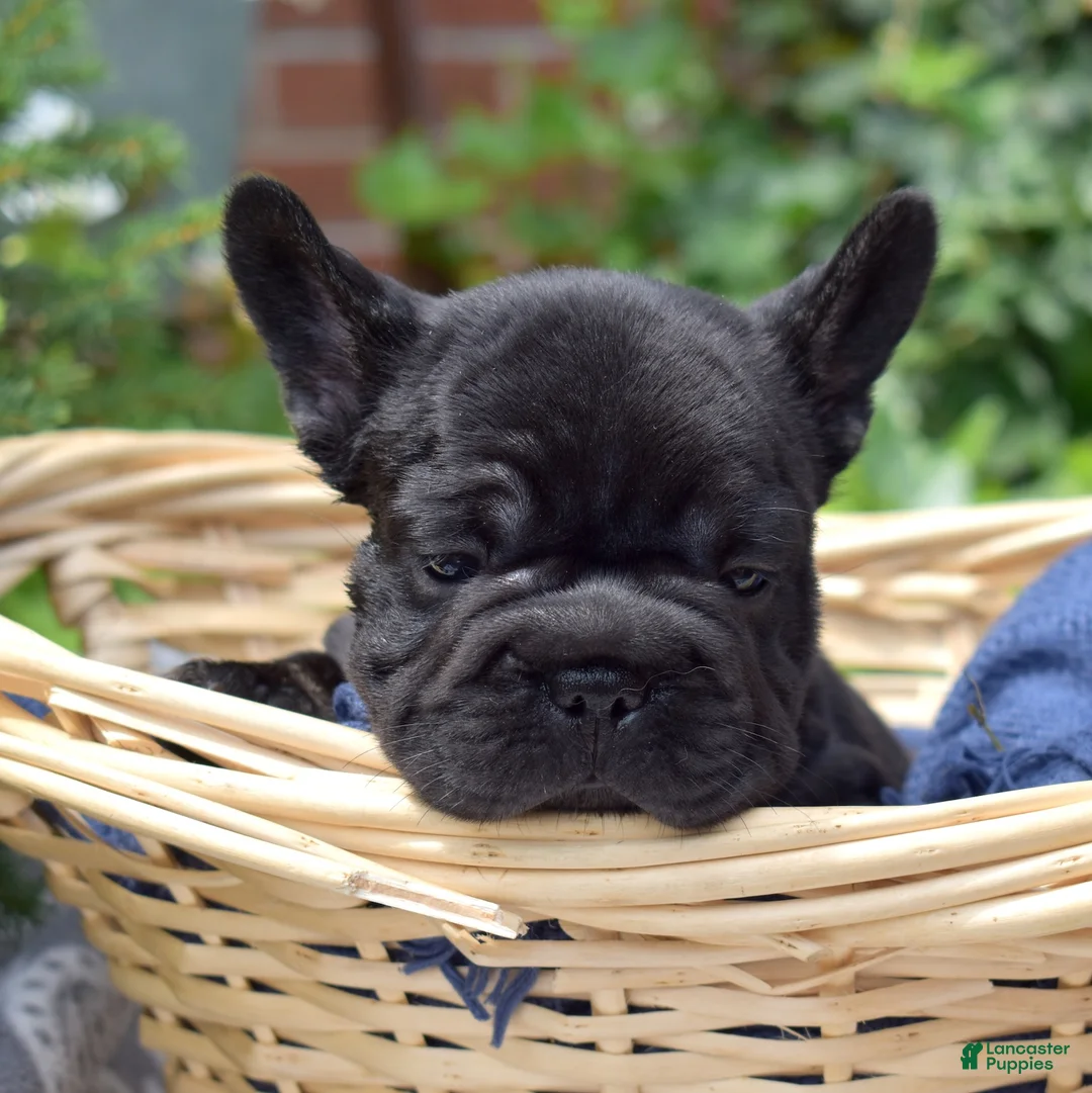French Bulldog dogs for sale: Spidey - Ad 2