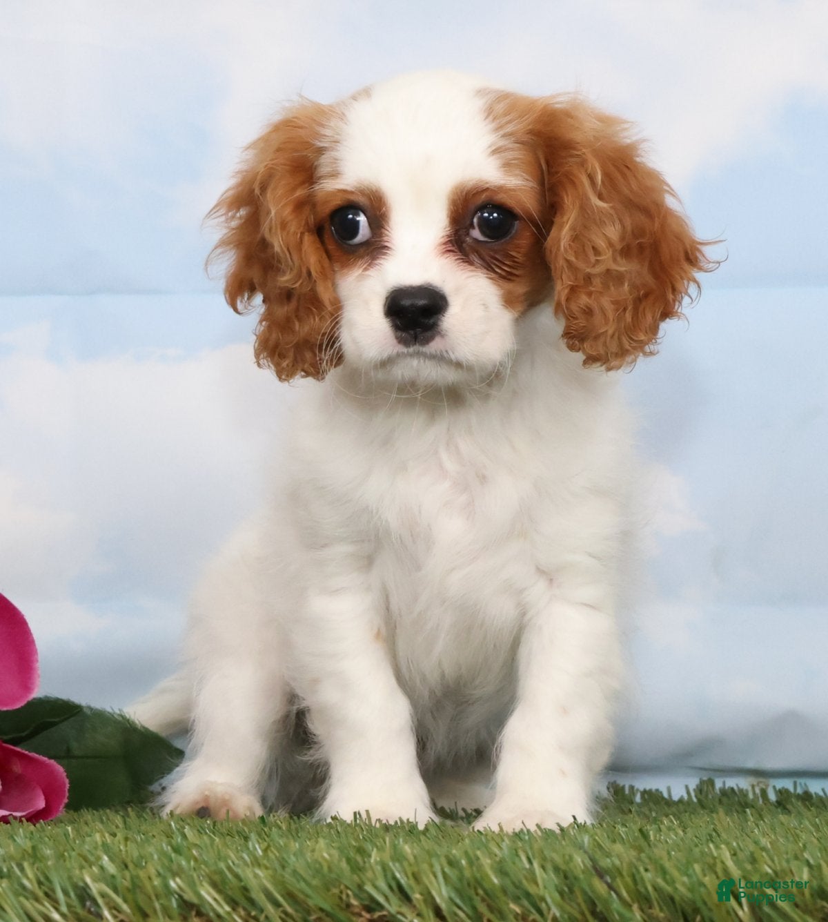 Cavalier King Charles Spaniel dogs CeCe - Ad 1